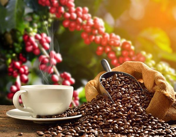 Kaffee Luise - kontrollierter Anbau